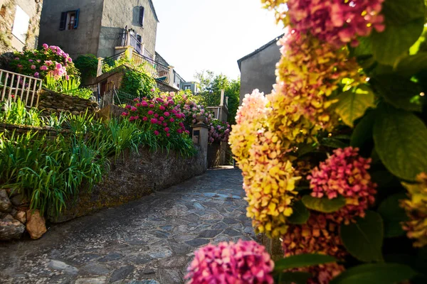 Keskeny Sikátor Macskakövekkel Virágokkal Egy Faluban Korzika Szigetén Franciaországban Nyáron — Stock Fotó