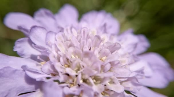 在深绿色背景下缓慢移动的雪碧的紫色花朵的广泛特写 — 图库视频影像