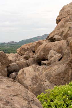 Üzerinde birkaç küçük bitkinin yetiştiği kayalık bir dağ. Bitkiler yeşil ve beyaz çiçekleri var. Tamil Nadu.