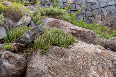 Üzerinde bitki yetişen bir kaya. Bitki yeşil ve küçük yaprakları var. Kaya gridir ve pürüzlü bir dokusu vardır. Tamil Nadu.
