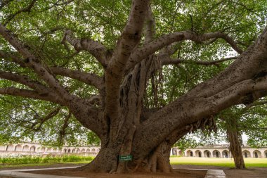 Üzerinde yeşil işaret olan büyük bir ağaç. Tabelada 