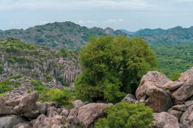 Kayalık bir bölgenin ortasında bir ağaç büyüyor. Ağaç kayalarla çevrili ve bölgede başka ağaç yok. Tamil Nadu.