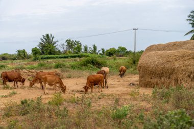 Bir grup inek bir tarlada otluyor. Tarlada en az beş inek var. Tamil Nadu.