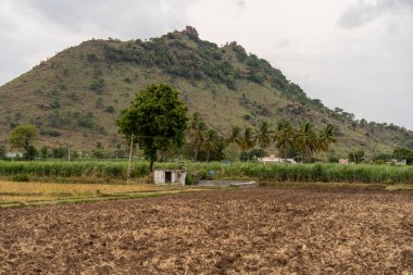 Üzerinde ağaç olan bir tepe. Ağaç bir tarlanın ortasında. Tarla kahverengidir ve bir sürü çimeni vardır. Tamil Nadu.