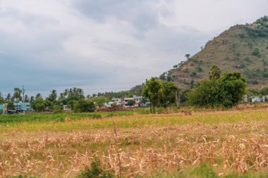 Arka planda bulutlu bir gökyüzü olan bir mısır tarlası gösterilir. Görünürde insan ya da bina yok. Tamil Nadu.
