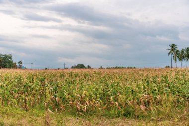 Arka planda bir palmiye ağacı olan bir mısır tarlası gösterilir. Gökyüzü bulutlu ve mısır uzun. Tamil Nadu.
