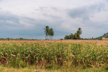 Arka planda palmiye ağaçları olan bir mısır tarlası. Palmiye ağaçları uzundur ve tarlanın ortasında yer alırlar. Tamil Nadu.