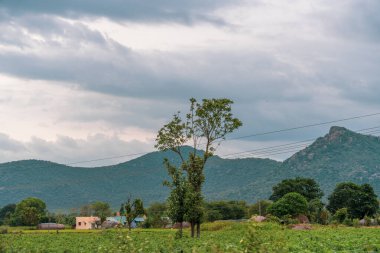 Bir tarlanın ortasında bir ağaç var. Gökyüzü bulutlu. Arka planda evler var. Tamil Nadu.