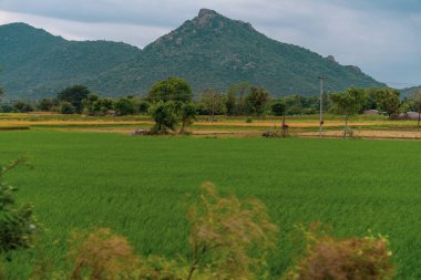 Bir adam yeşil çimlerin üzerinde yürüyor. Tarla dağlarla çevrilidir. Tamil Nadu.