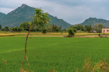 Önünde ağaç olan yeşil pirinç tarlası. Ağaç uzun ve ince. Tarla dağlarla çevrilidir. Tamil Nadu.