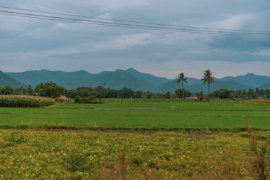 Arka planda birkaç palmiye ağacı olan yeşil bir çim tarlası. Gökyüzü bulutlu ve güneş görünmüyor. Tamil Nadu.