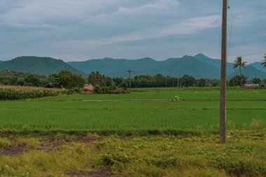 Bir adam pirinç tarlasında çalışıyor. Alan yeşil ve arka planda birkaç ağaç var. Tamil Nadu.