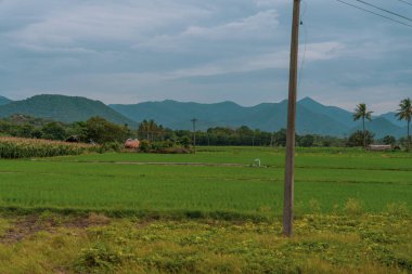 Üzerinde elektrik hattı olan uzun bir direk. Direk yeşil çimlerle kaplı bir tarlada. Tamil Nadu.