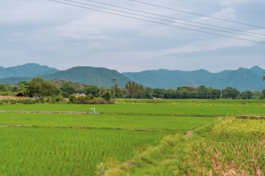 Bir pirinç tarlası ve ortasında bir adam duruyor. Adam mavi bir gömlek giyiyor. Tamil Nadu.