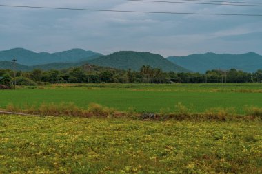 Arka planda birkaç ağaç olan yeşil bir çim tarlası. Sahada dikilen biri var. Tamil Nadu.