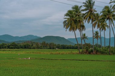 Arka planda palmiye ağaçları olan yeşil çimen tarlası. Palmiye ağaçları uzundur ve tarlaya yayılırlar. Tamil Nadu.