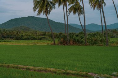 Arka planda palmiye ağaçları olan yeşil çimen tarlası. Palmiye ağaçları uzundur ve tarlaya yayılırlar. Tamil Nadu.