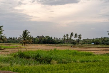 Arka planda birkaç palmiye ağacı olan yeşil bir çim tarlası. Görünürde ne insan ne de hayvan var. Tamil Nadu.