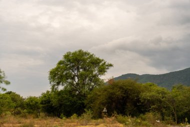Bir tarlanın ortasında bir ağaç var. Gökyüzü bulutlu. Ağaç yeşildir. Tamil Nadu.