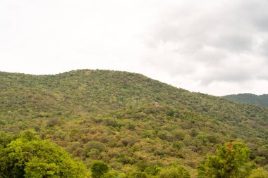 Yeşil ağaçlarla kaplı bir dağ. Ağaçlar uzun ve yayılmış. Gökyüzü bulutlu. Tamil Nadu.