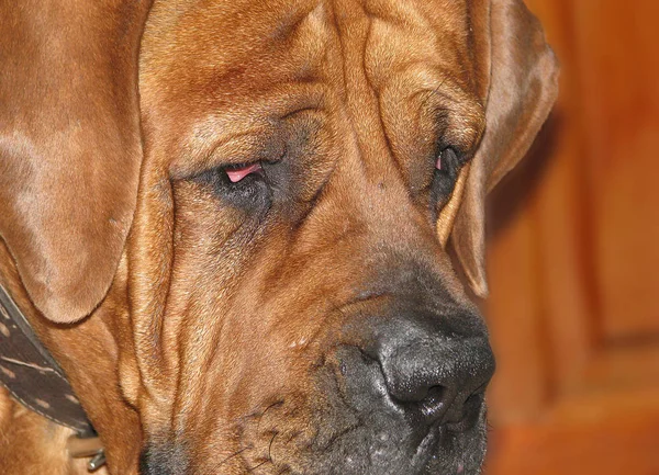 Ead Boerboel — ストック写真