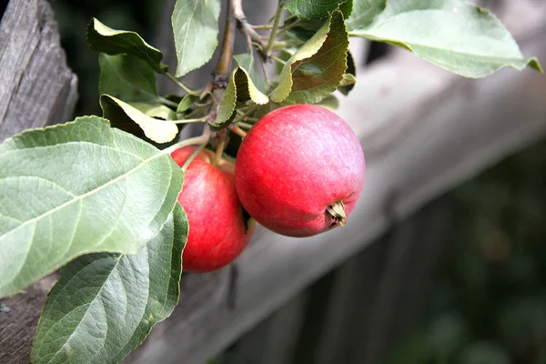 Красные Яблоки Ветке Зеленым — стоковое фото