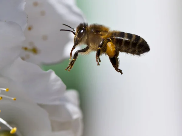 사냥된 Pollinating 로열티 프리 스톡 사진
