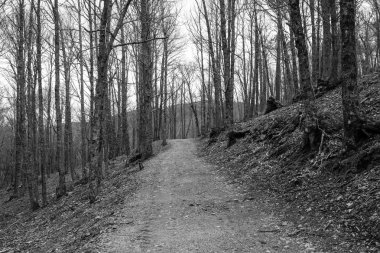 Siyah Beyaz orman yolundaki