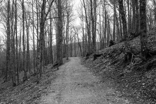 path in the forest in black and white