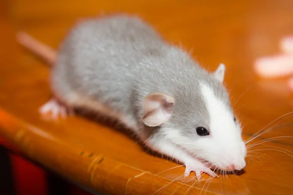 Rats are da evcil hayvan