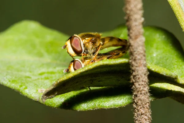 Two Flies Syrphidae Copulating — Stock Photo, Image