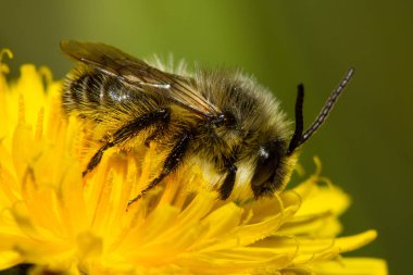 Sarı çiçekli arı.