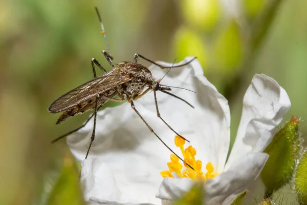 Mosquito Sucking Flower — Stock Photo, Image