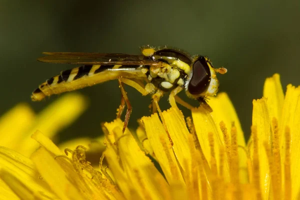 Scorpion Fly Yellow Flower — Stock Photo, Image