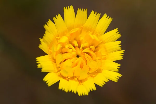 Symmetrisk Blomst Nærheten – stockfoto