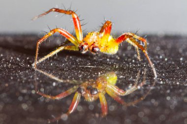 küçük kırmızı ve yeşil örümcek