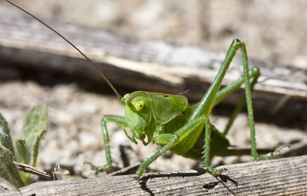 green grasshopper with long antennae