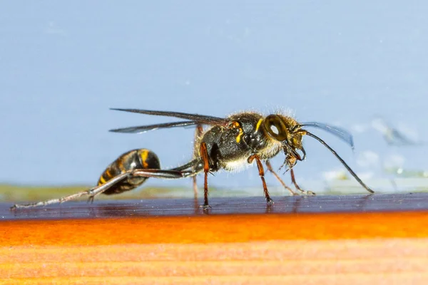 Wasp Wasp Waist — Stock Photo, Image