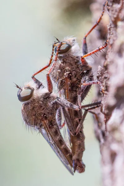 Couple Diptera Copulating — Stock Photo, Image