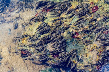 Suda bir grup üçlü helikopter çantası var.