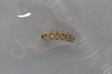 Blephariceridae, emme kabı olan larva substrata bağlanır.