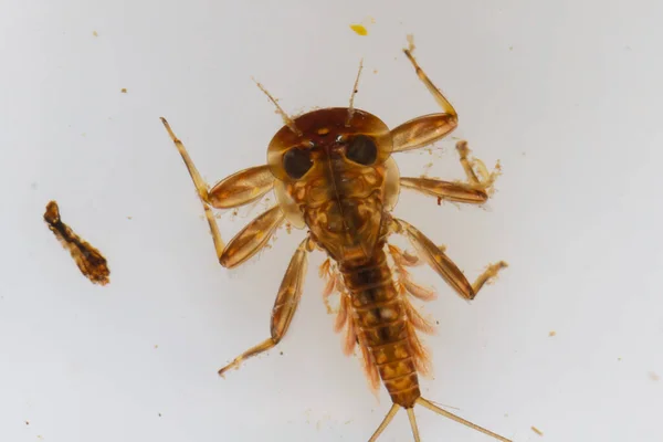 Heptageniidae, sudaki periye yakın çekim.