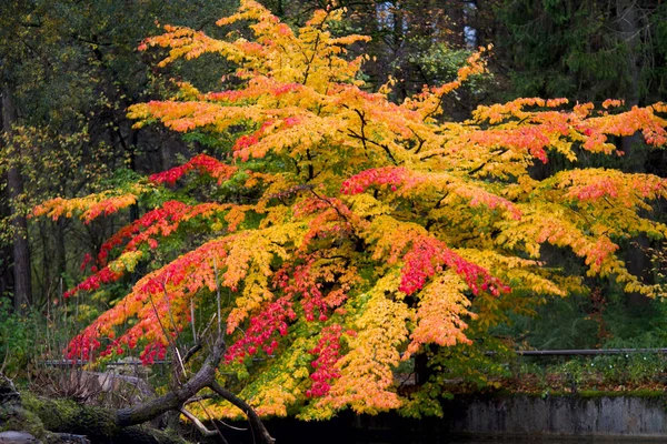 Schöner Farbenfroher Orangefarbener Gelber Und Roter Baum Vor Dunklem Wald — Stockfoto