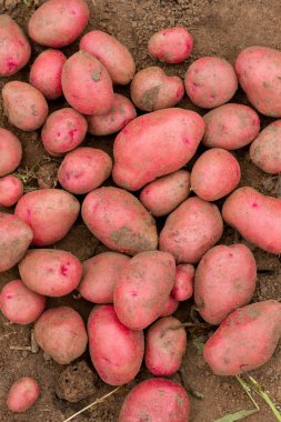 Yerde taze kırmızı patates