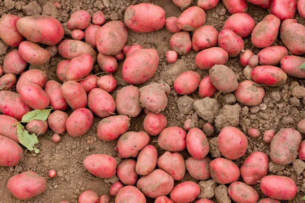 Φρέσκια Κόκκινη Πατάτα Στο Έδαφος — Φωτογραφία Αρχείου