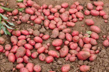 Yerde taze kırmızı patates