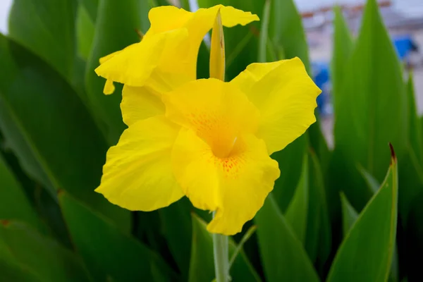 Yellow Canna Flower Blooming Beach — Stock Photo, Image