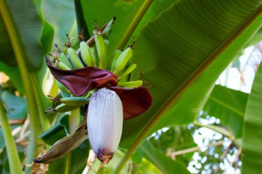 Palmiye ağacında bir demet yeşil muz