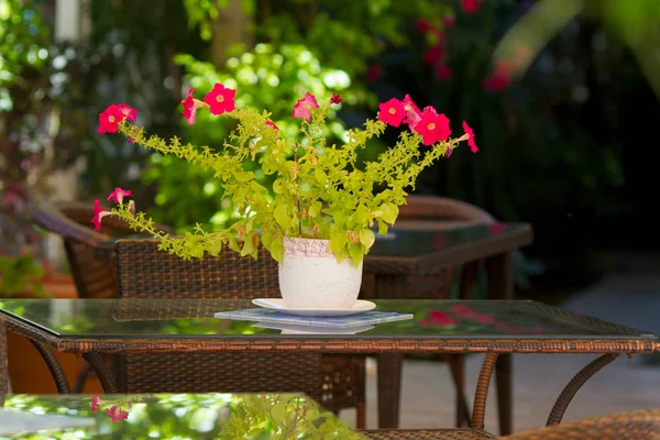 夏の庭のガラステーブルにペチュニアの花束 — ストック写真