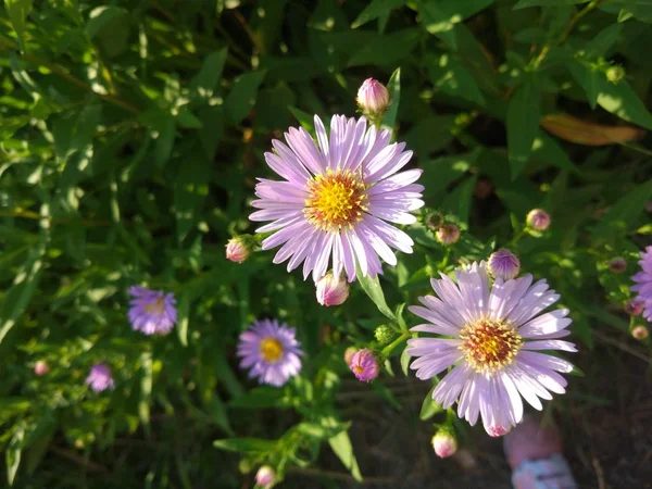 Flowers Aster Amellus Real Backround Summer Осенний Цветущий Сад — стоковое фото